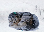 schneehund