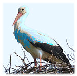 blaustorch150